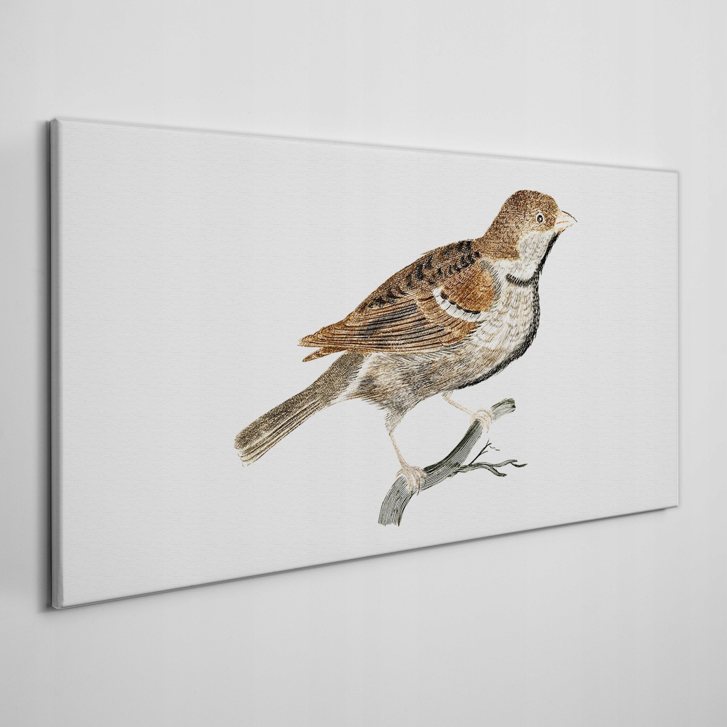 

Obraz na ramie płótno Zwierzę ptak gałąź 120x60 cm
