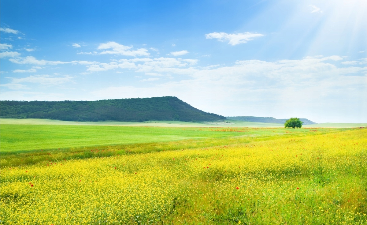 

Fototapeta Flizelinowa Wiosenna łąka 416x254