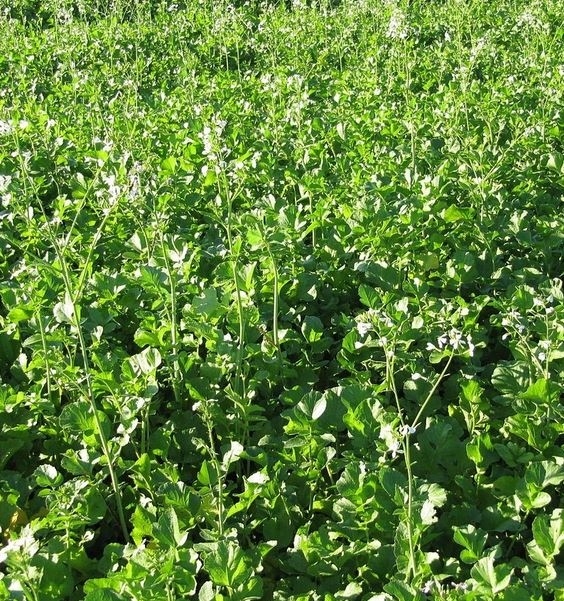 RZODKIEW OLEISTA ROMESA 25KG C/1 KWALIFIKAT NASION Kod producenta ROMESA