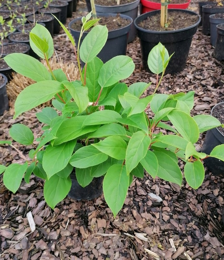 Kiwi Aktinidia Sentyabraskaya żeńska 3L Rodzaj rośliny Inny