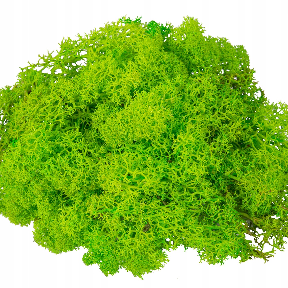 

Mech Chrobotek Do Stroików Naturalny Trawiasty