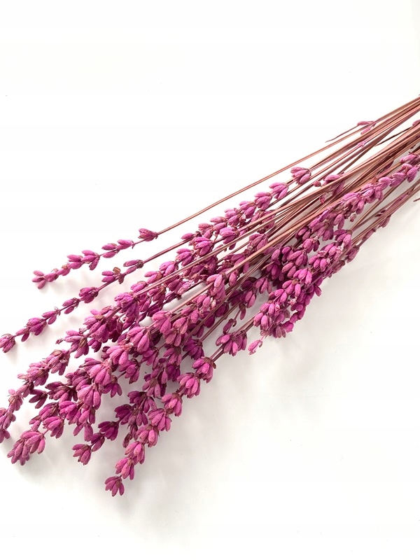 

Lawenda stabilizowana wrzosowa Miła Odmiana