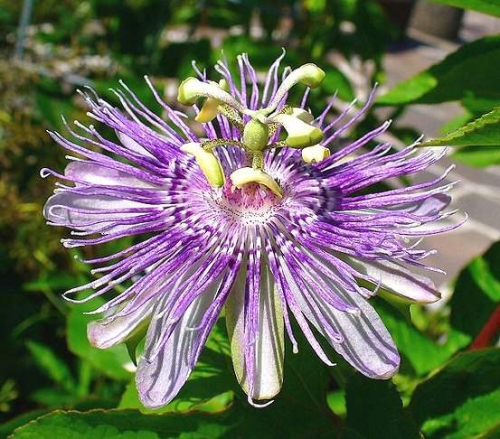 MĘCZENNICA CIELISTA PASSIFLORA INCARNATA (Passiflora incarnata) NASIONA