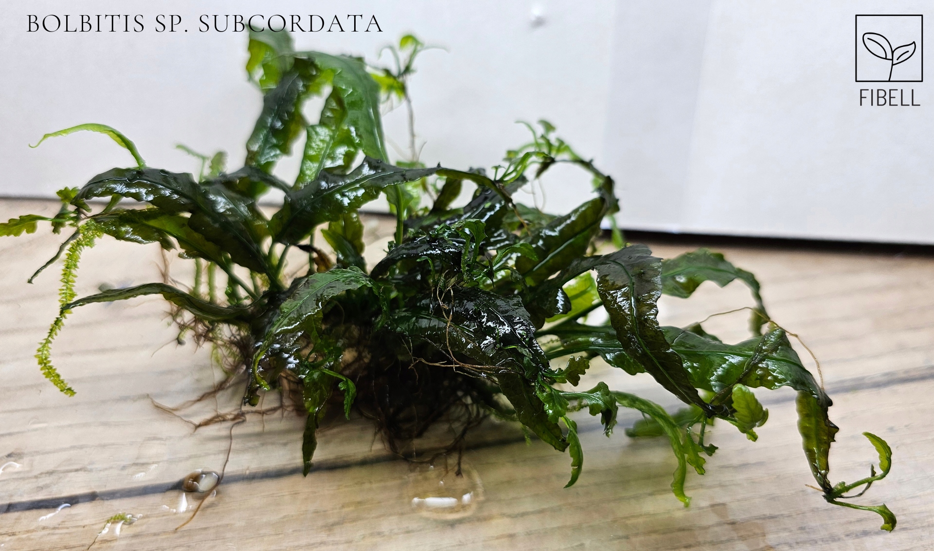 Bolbitis sp. Subcordata -kolekcja - od fibell