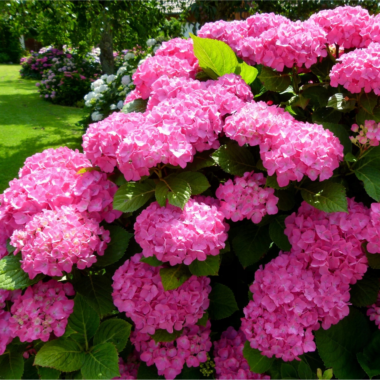 HORTENSJA ogrodowa EARLY ROSA ~ RÓŻOWE OKRĄGŁE KWIATY ~ Duże Sadzonki 3L