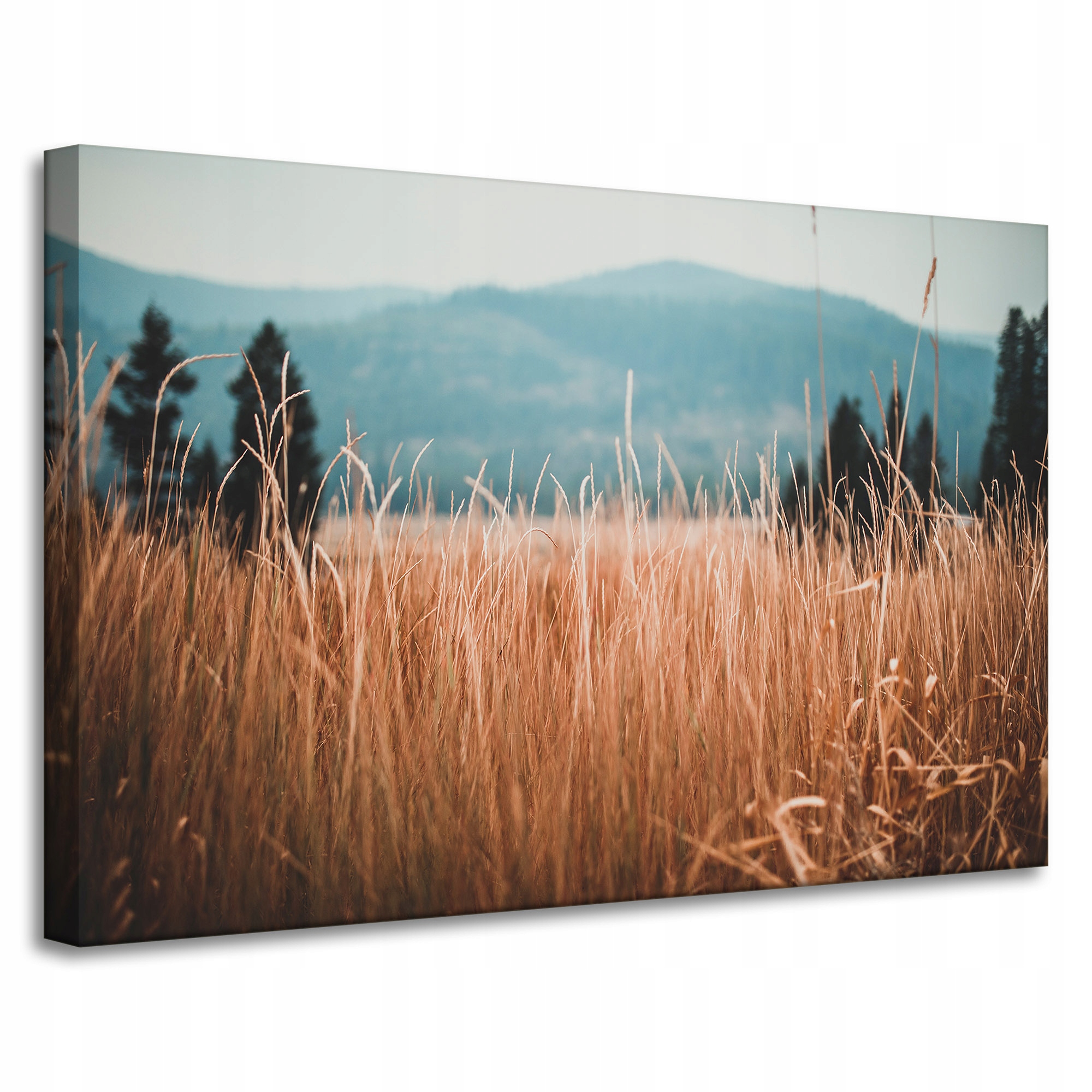 Obraz Canvas Příroda Stébla trávy slunečno 90x60