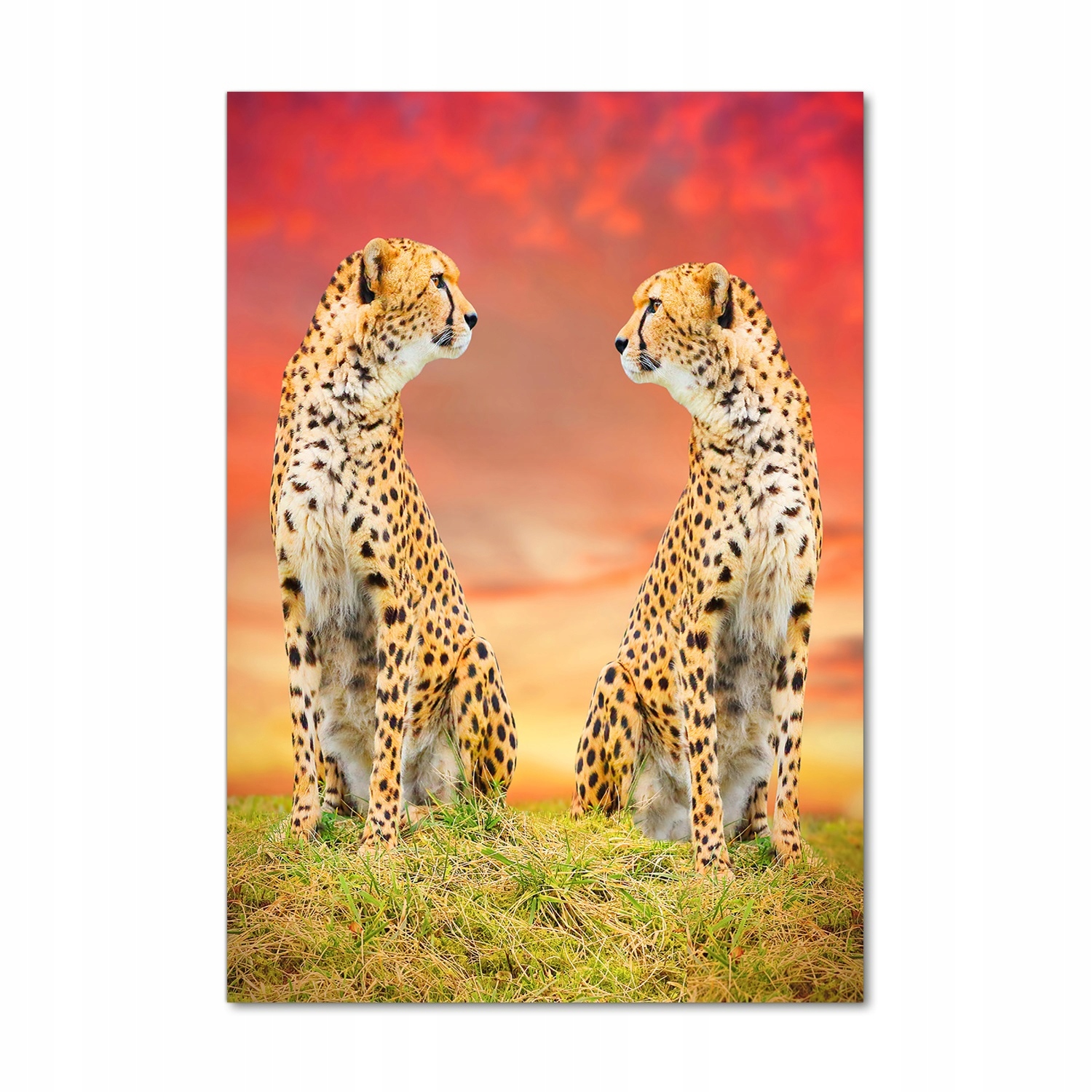 

Nowoczesny fotoobraz akrylowy Dwa gepardy 70x100cm