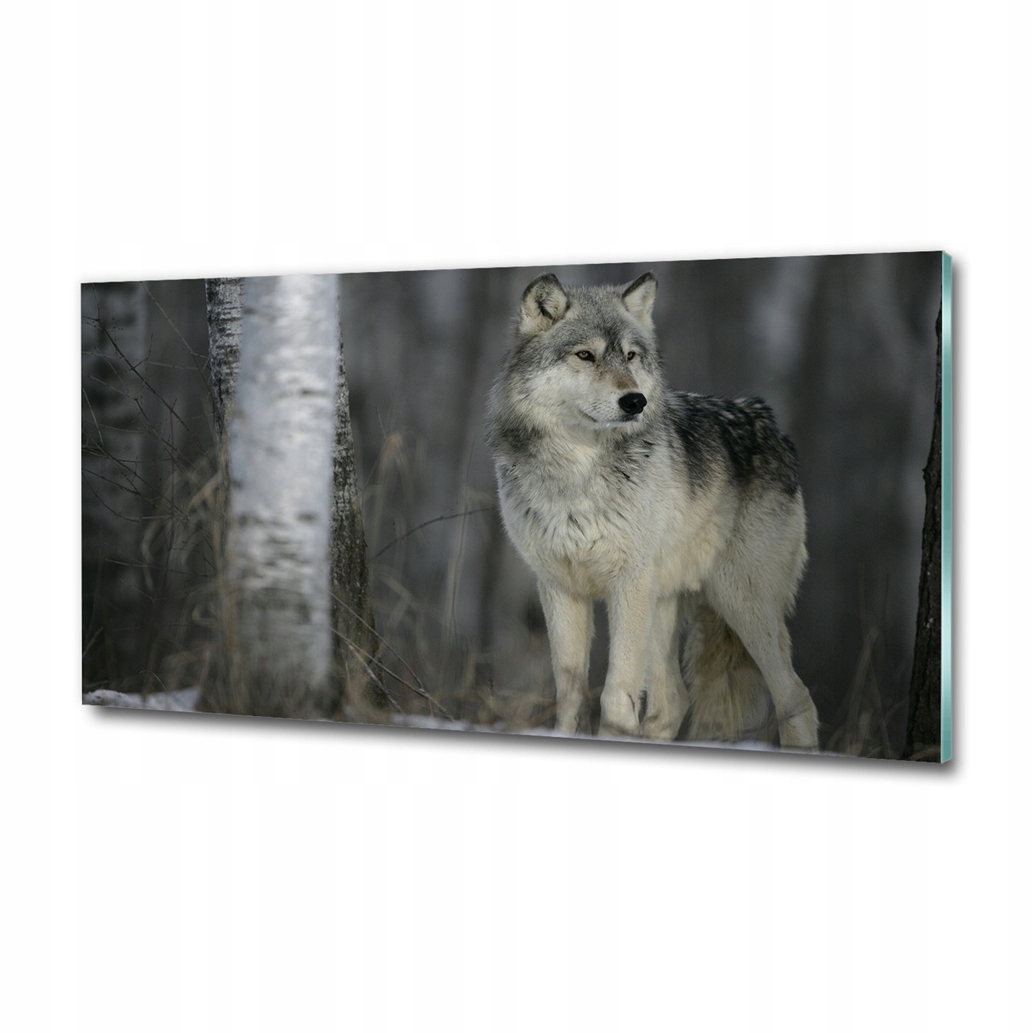 Obraz grafika do obývacího pokoje velký Šedý vlk 120x60
