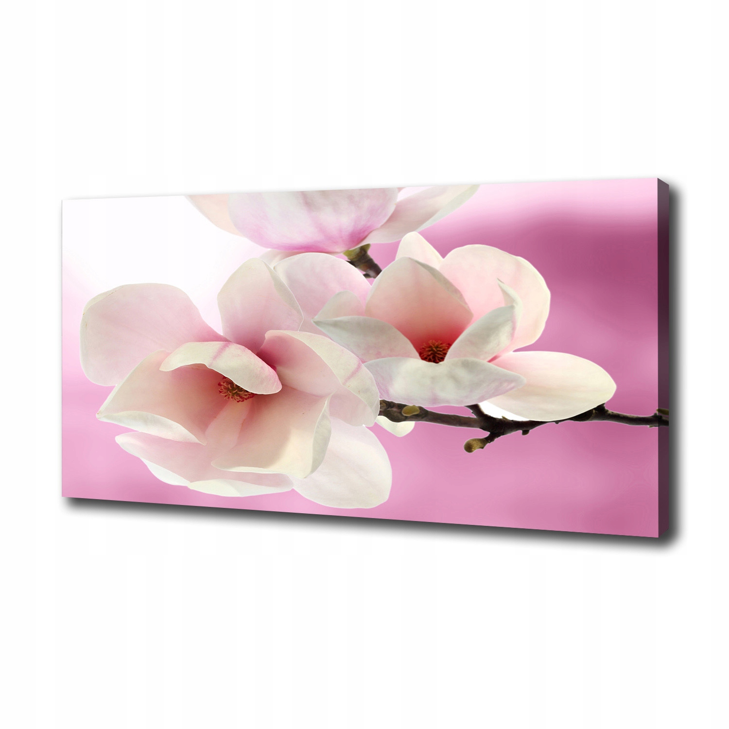 Fotoobraz na zeď Magnolie 100 x 50 cm