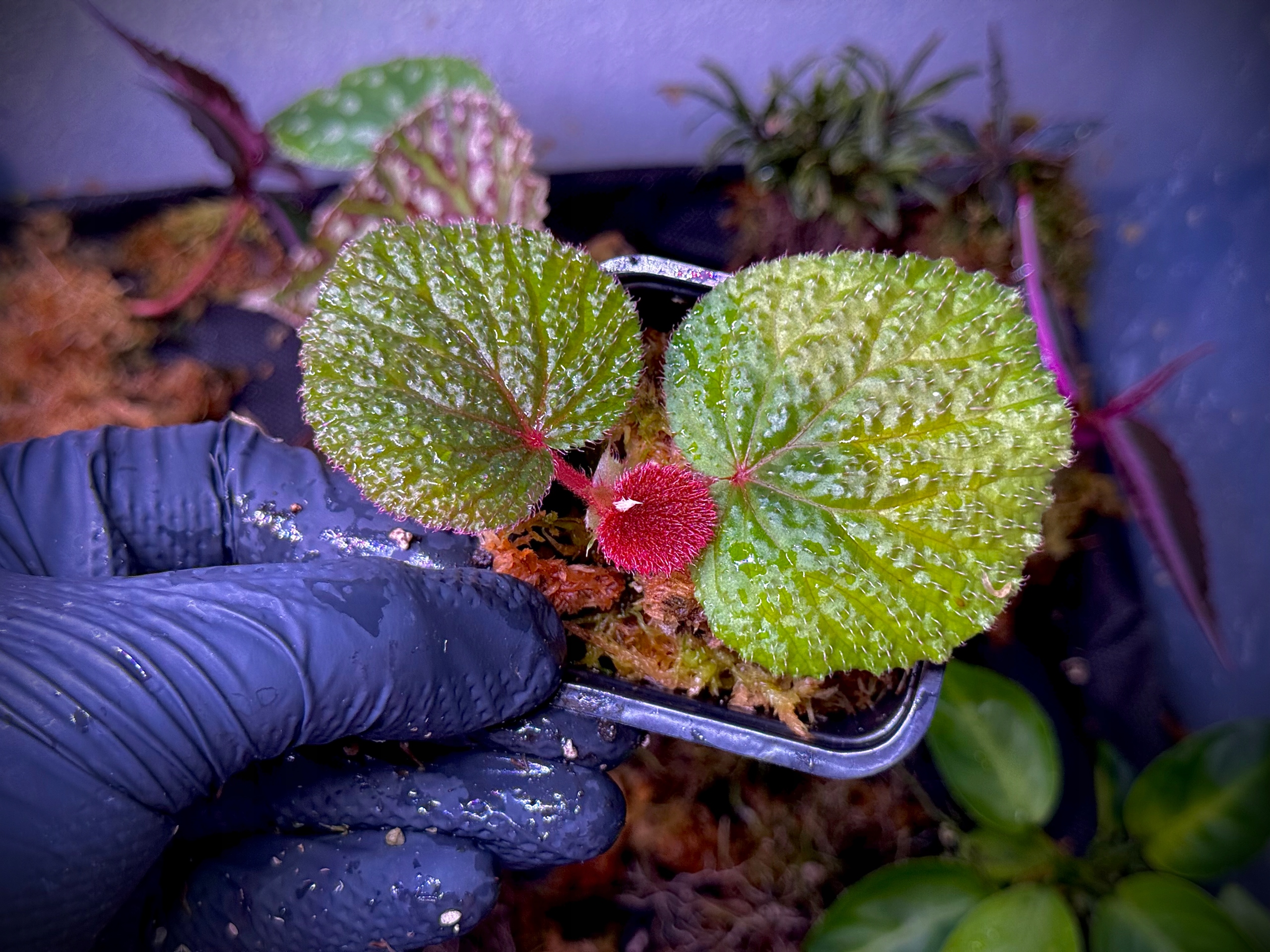 Begonia Bulu Merah Kalimantan Roślina Terrarium Unikat ArkOfPlants