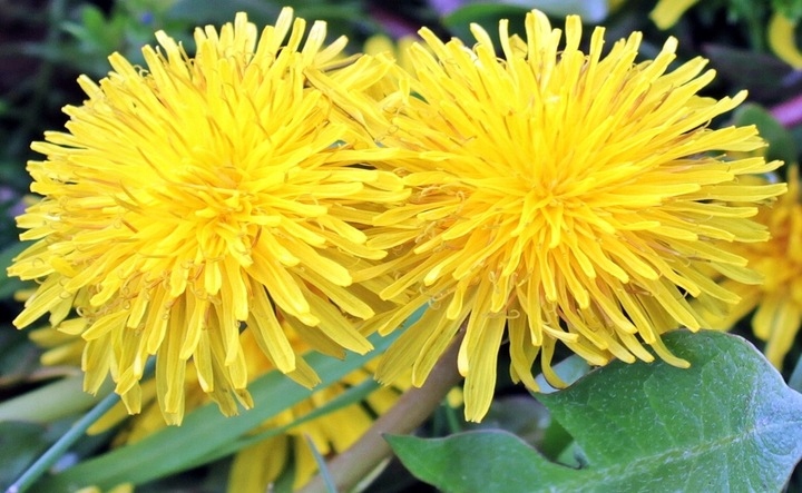 PORADY naturoterapeutki BARBARY KAZANY pakiet 1-3 Autor Barbara Kazana