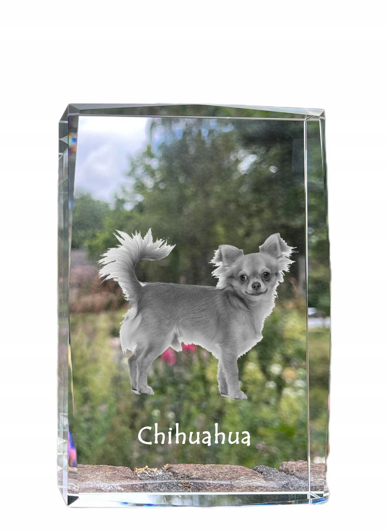Chihuahua dlhosrstý obrázok psa v kryštáli, suvenír, trofej, soška