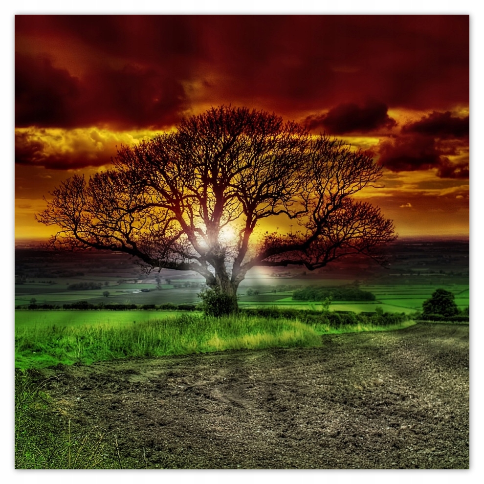 

Fototapety flizelina 312x312 Magiczne drzewo