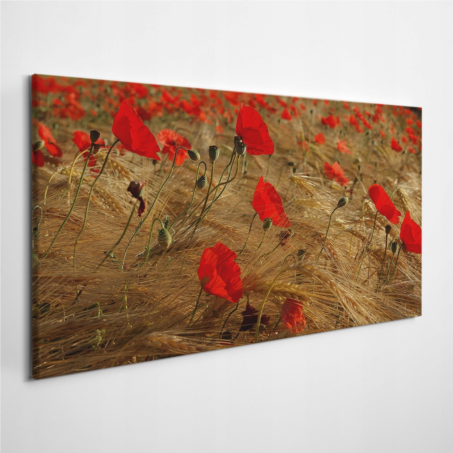 

Obraz na płótnie na ścianę Pole Kwiaty Maki 120x60
