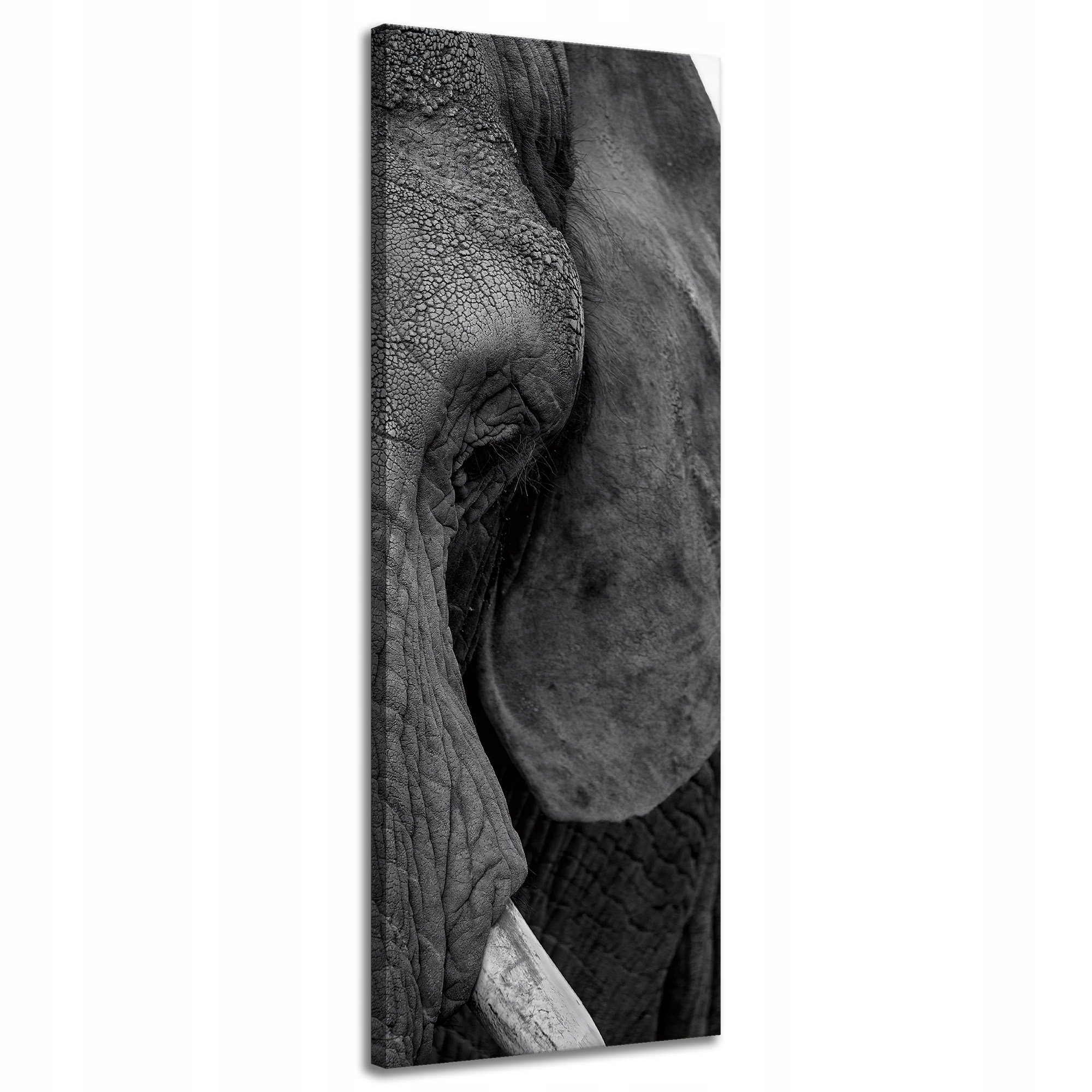 Obraz na plátně Tvář Šedého slona Oko Zvíře 40x120 cm