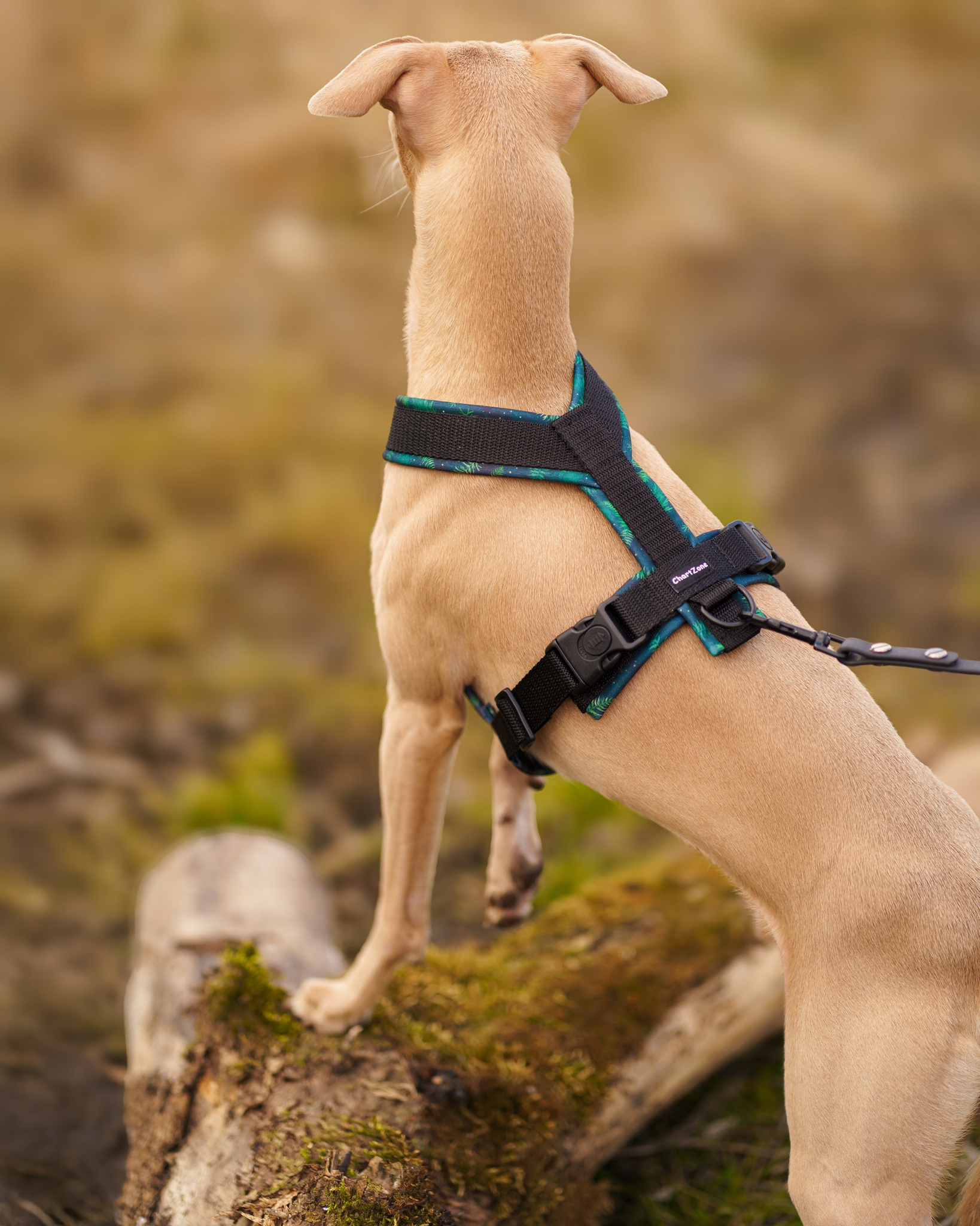 Levně Postroj pro chrta „Evergreen Forest“