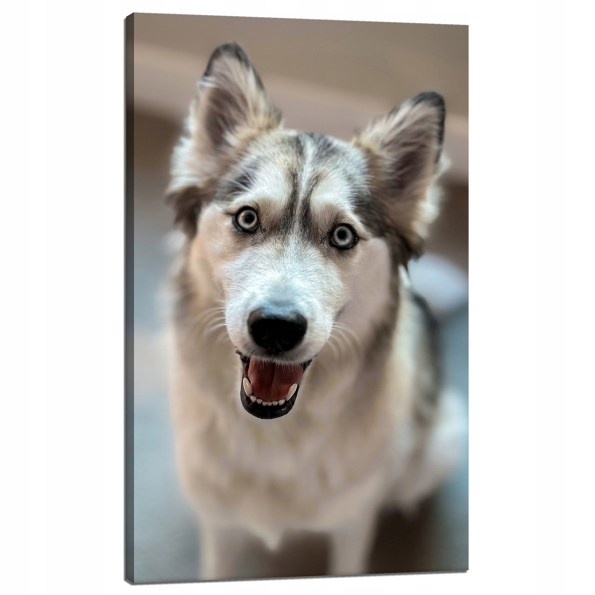 Obraz na plátně Zvířata Husky zblízka 60x100 cm