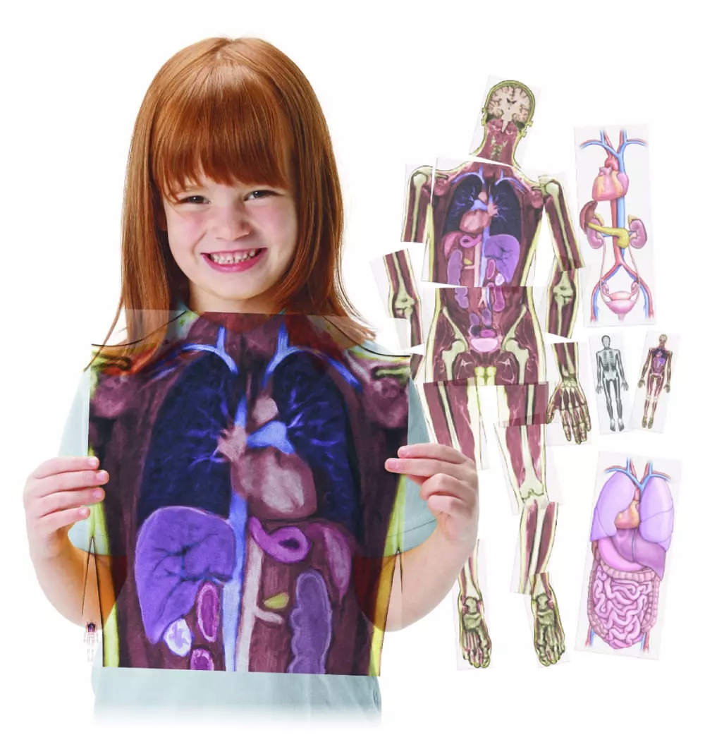 Ciało człowieka budowa organy wewnętrzne anatomia dla dzieci przedszkole