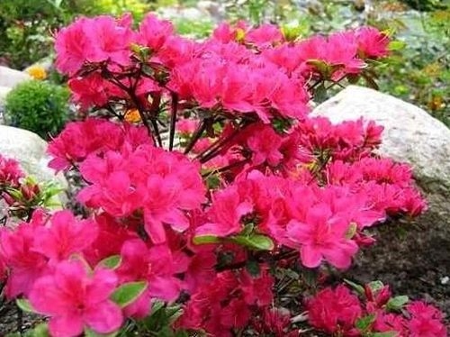 RODODENDRON AZALIA RUBINETTA GĘSTY ZWARTY POKRÓJ