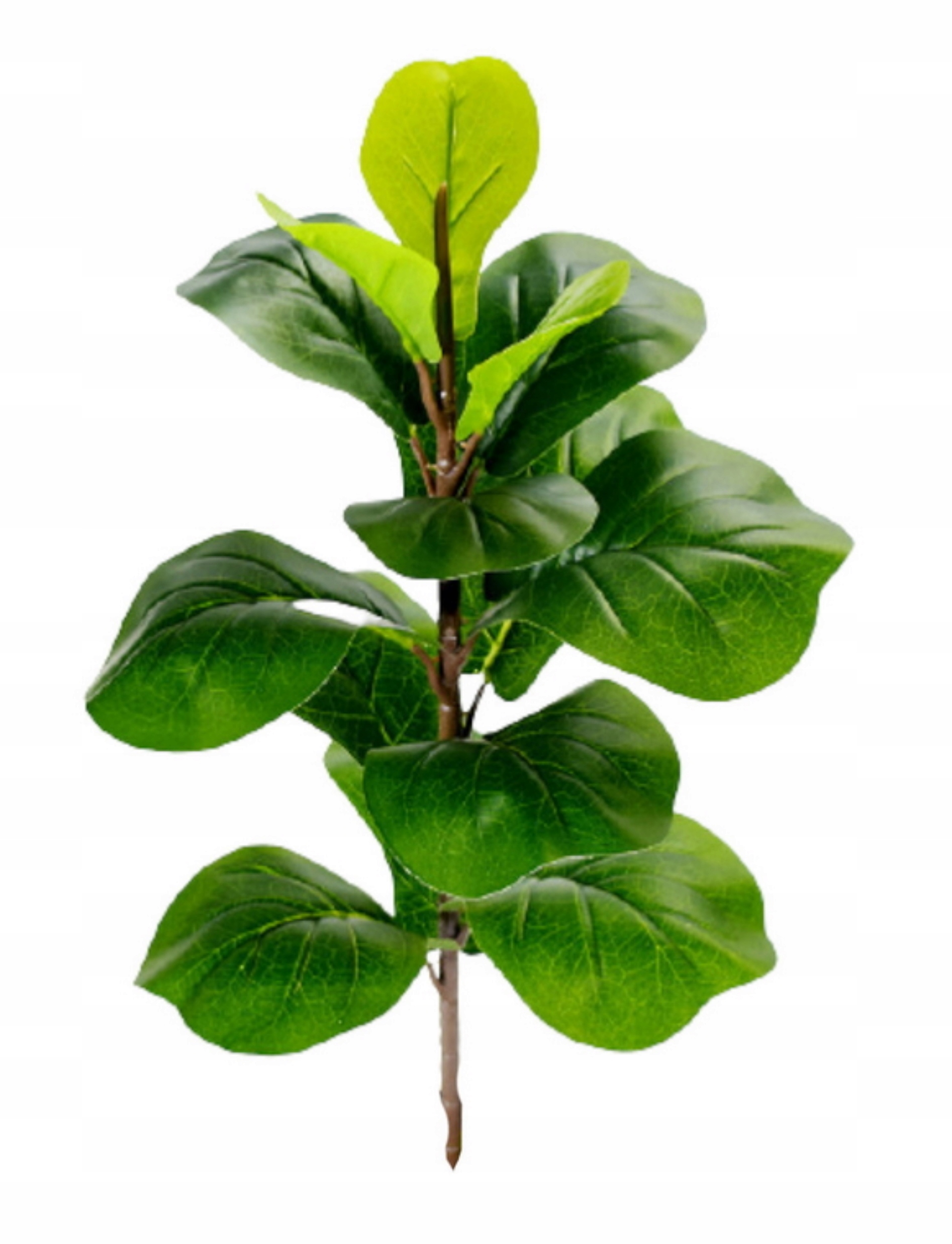 

Figowiec Dębolistny Gałązka Do Doniczki 60cm