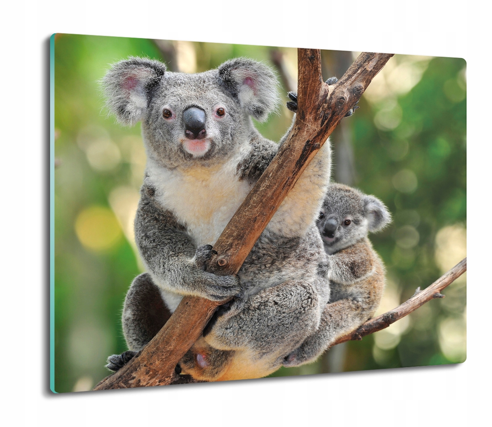 

Rodzina koala drzewo 60x52 deska na blat kuchenny