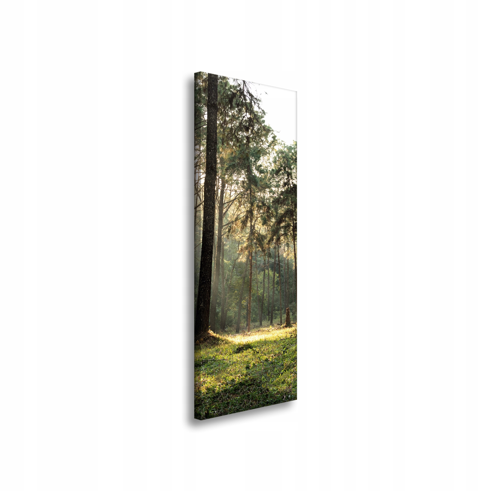 Obraz na plátně Les Stromy Slunce Příroda 40x120 cm