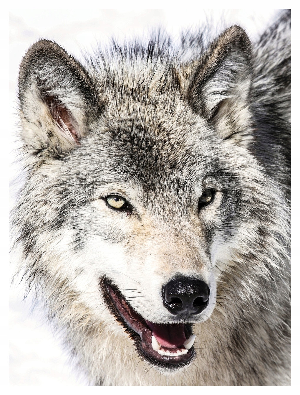 Vliesová fototapeta Zimní vlk, chladný pohled, dominance 184x254 lepidlo