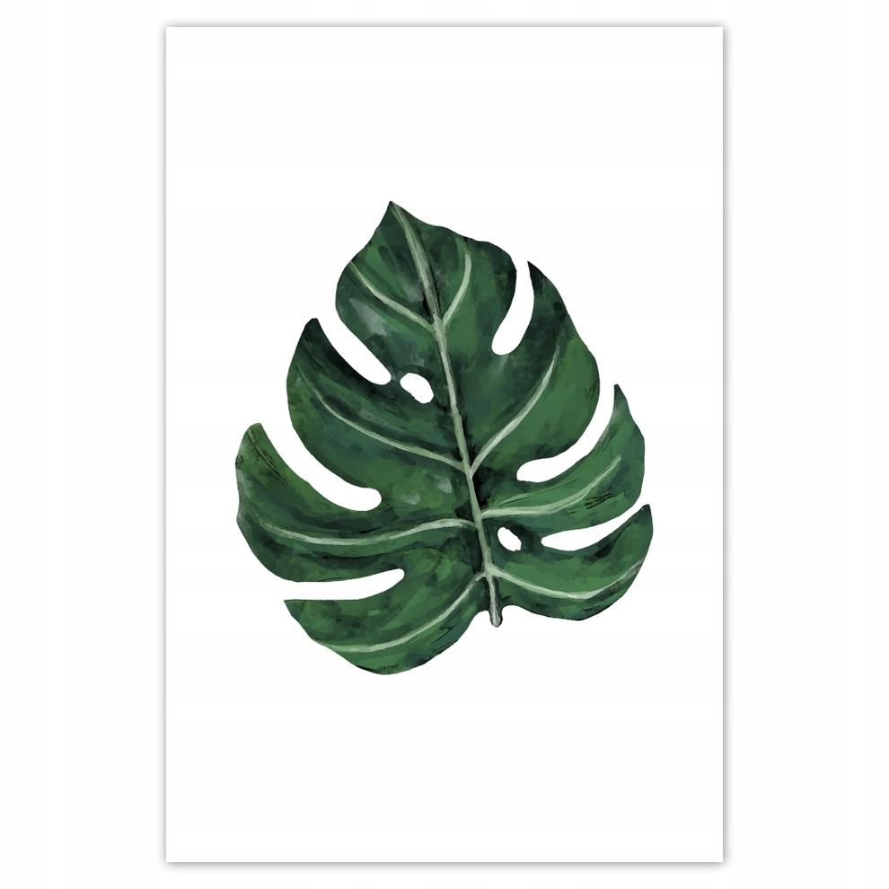 

Plakaty 40x60 Monstera Zielony liść