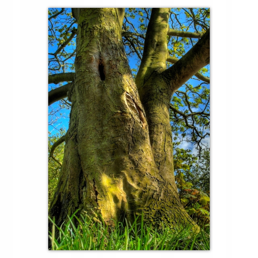 

Plakaty 62x93 Silne drzewo