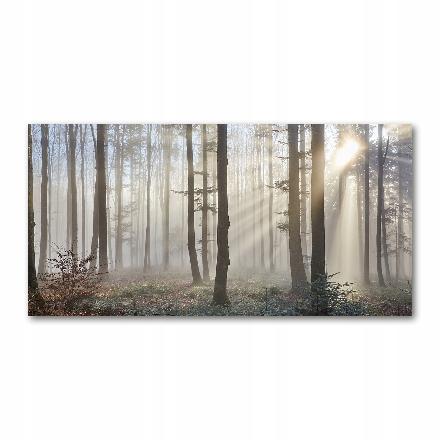 

Foto-obraz akrylowy Mgła w lesie zdjęcie 140x70 cm