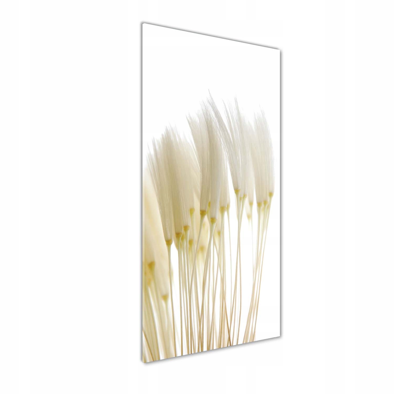 

Foto obraz akrylowy Nasiona dmuchawca 50x125 cm