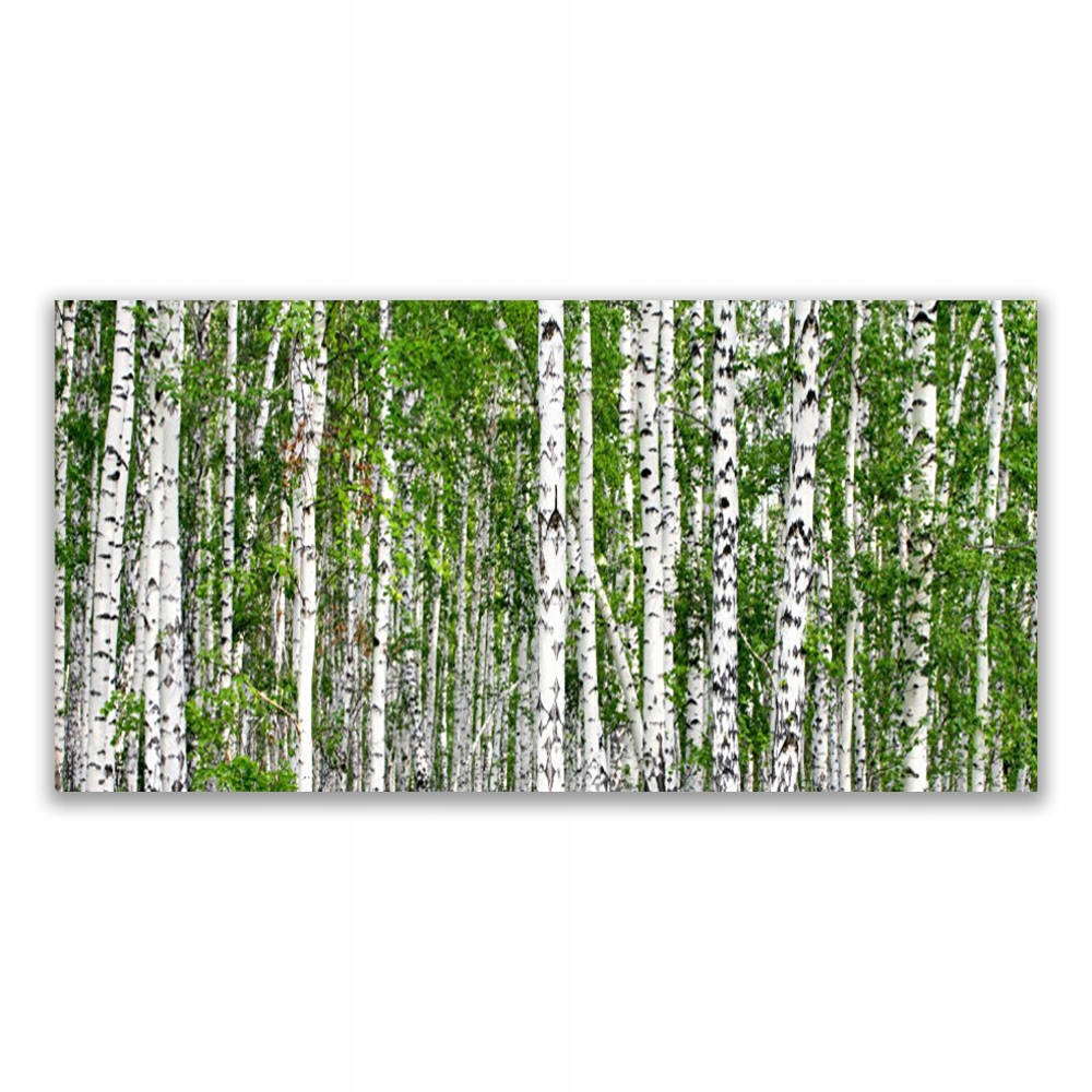

Obraz z nadrukiem 120x60 Brzoza Las Drzewa Natura