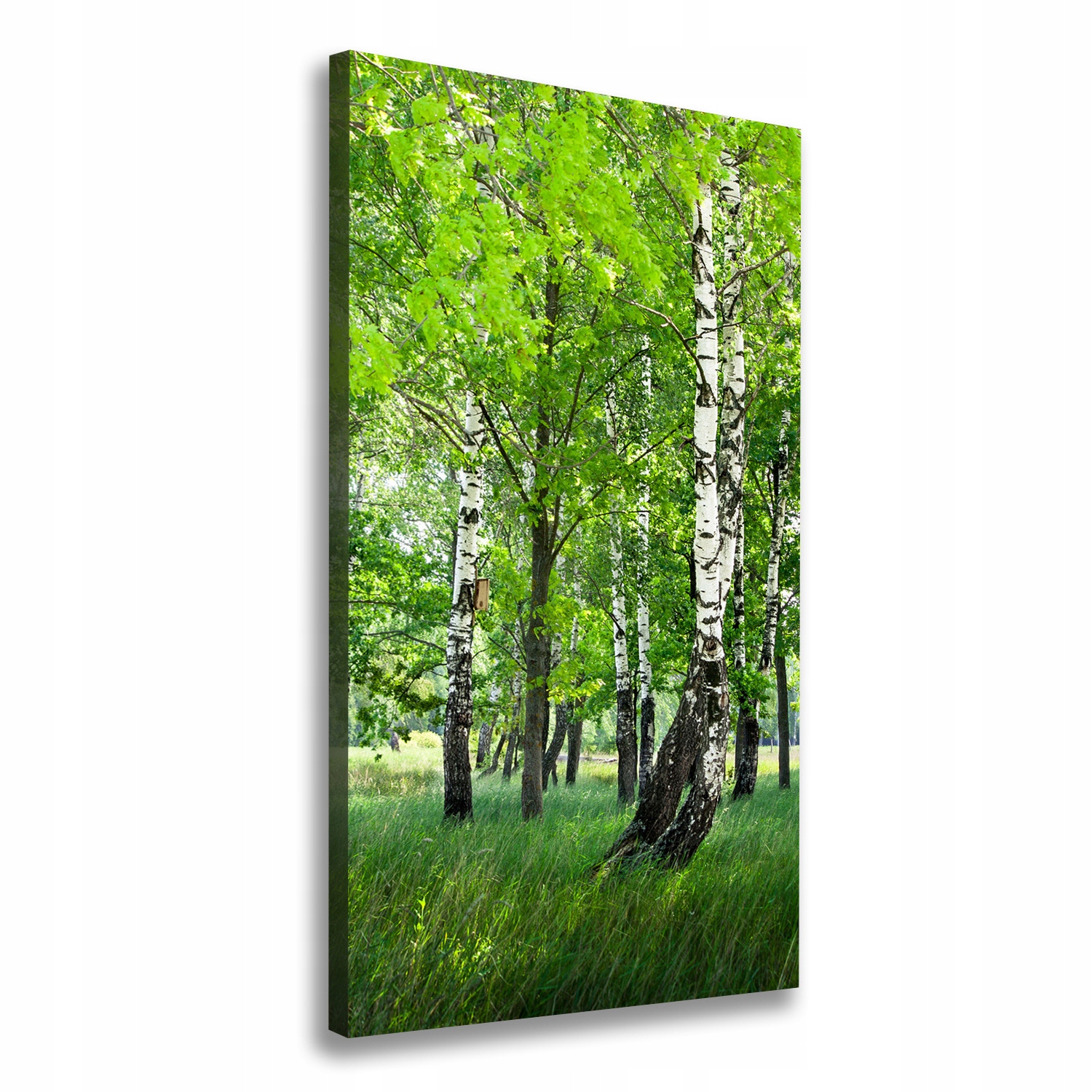 

Foto obraz canvas do salonu Las brzozowy 50x100