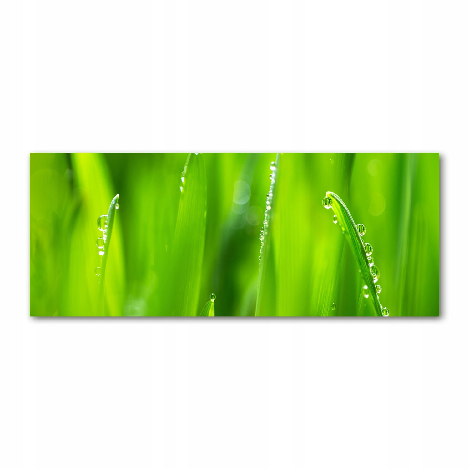 

Foto obraz akryl nowoczesny Młody owies 125x50cm