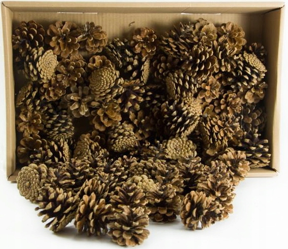 

Szyszki Naturalne 250g Dekoracja Stroik Susz