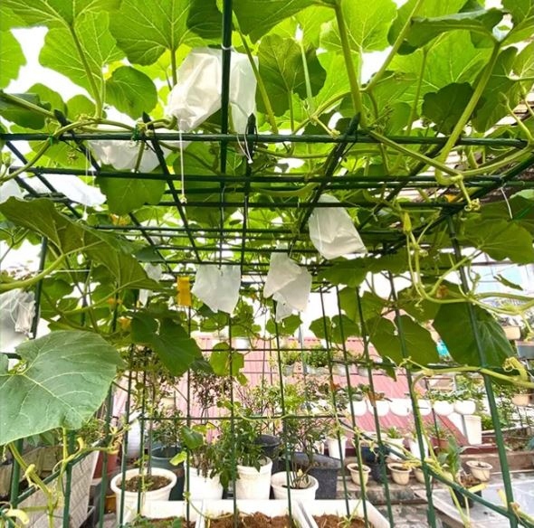 10X TYCZKA PALIK PODPORA NA POMIDORY OGÓRKI TYCZKI DO ROŚLIN W TUNEL 120 CM Kod producenta Tyczki do pomidorów ogórków stalowe do roślin