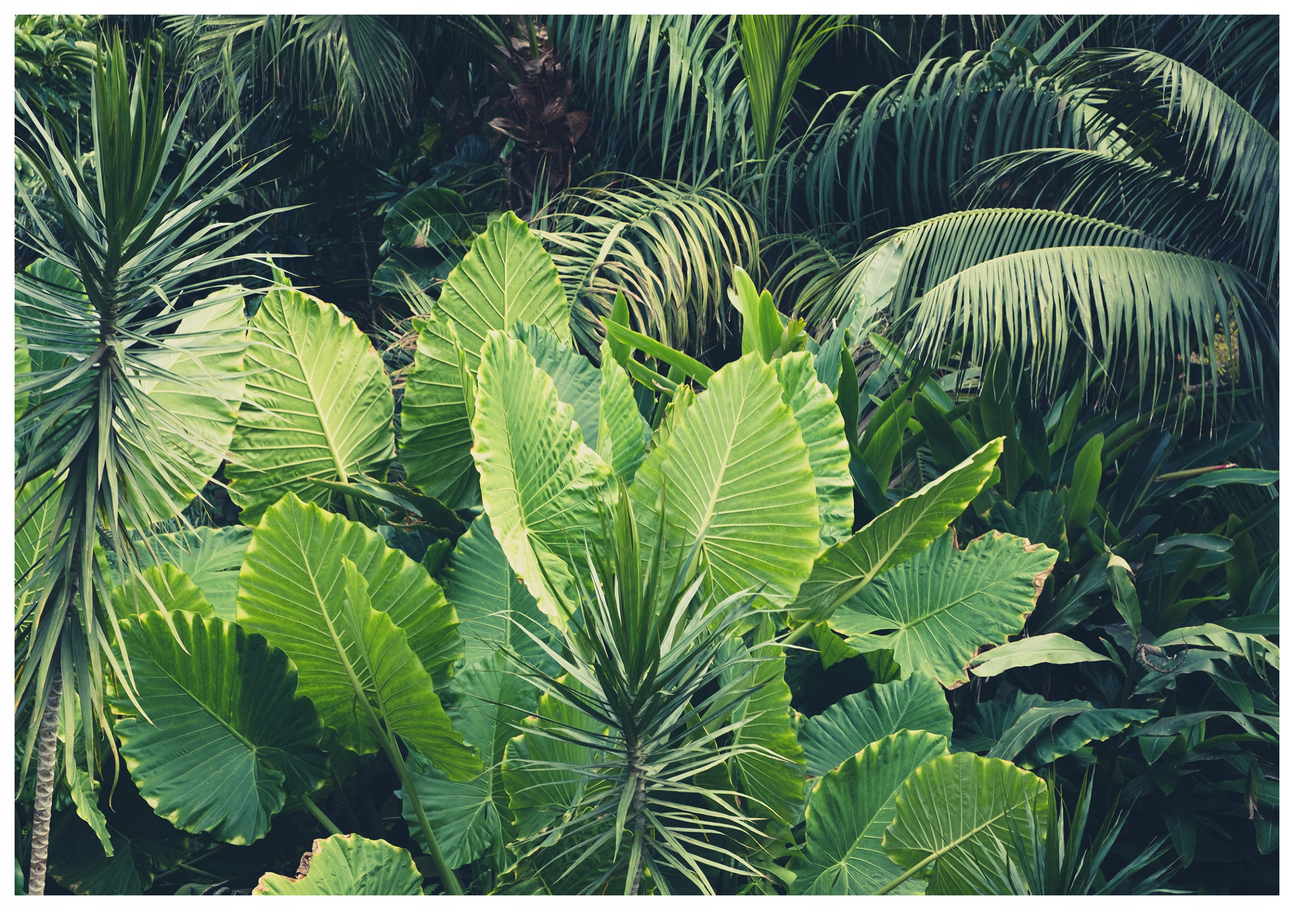 Fototapeta Zelené listy trópov 368x254 džungľa vo vašom dome lepidlo