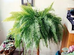 BI FLORIN PAPROĆ 275 ml nawóz bioflorin EAN (GTIN) 5900469903728