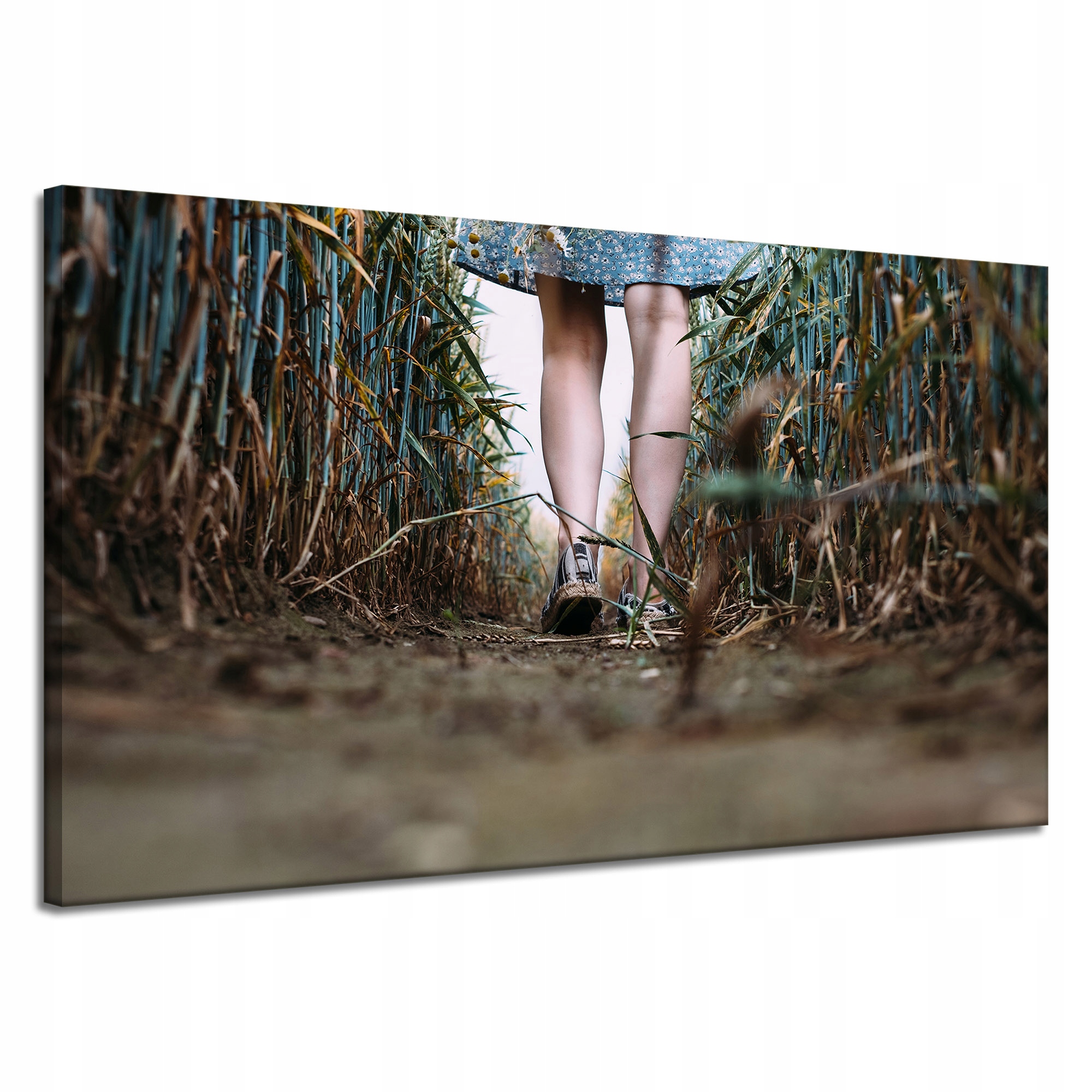 Obraz Canvas Natura Procházka kukuřičným obilím 120x70