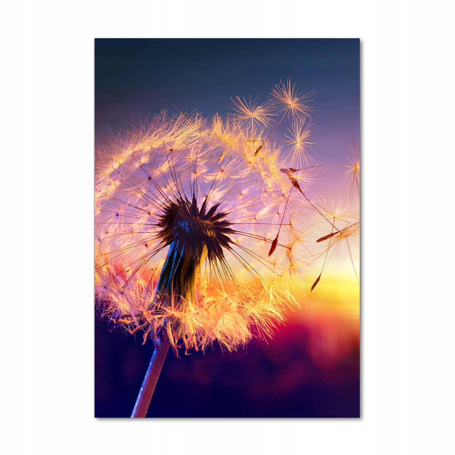 

Foto obraz akrylowy na ścianę Dmuchawiec 70x100cm
