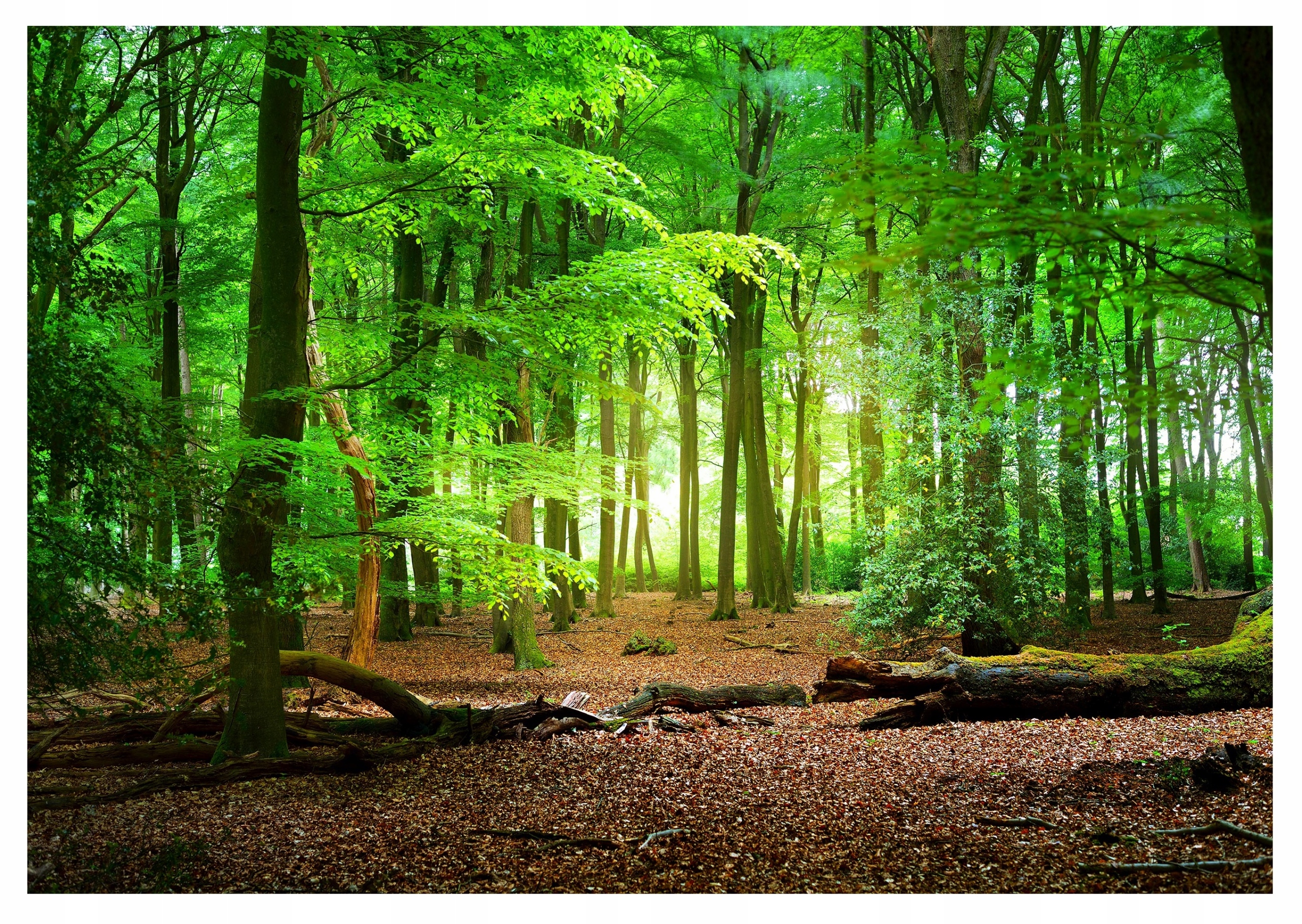Fototapeta Les Stromy Příroda 3D do obývacího pokoje 254x184
