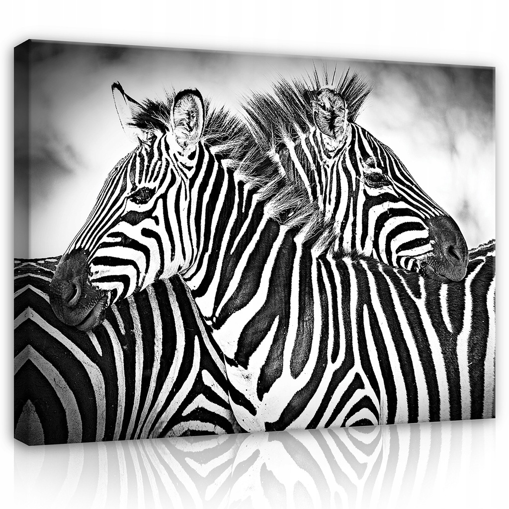 Obraz 80x60 Zebra africká savana divoká příroda černobílé pruhy