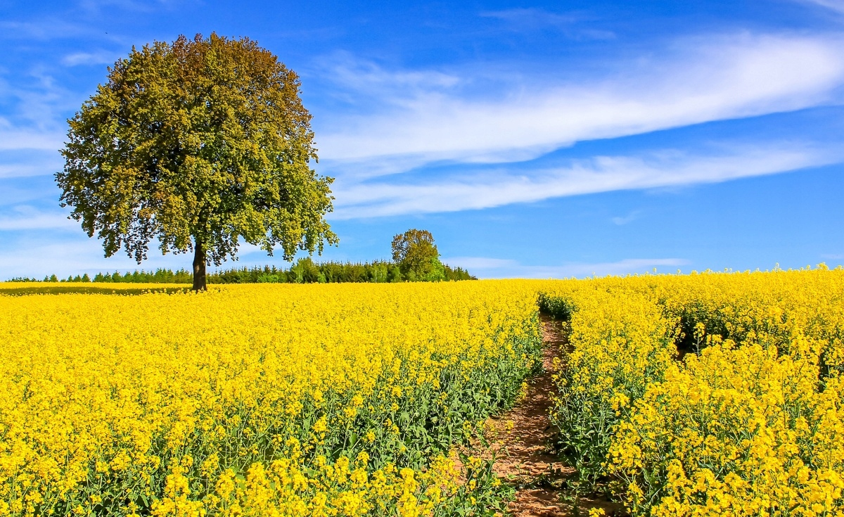 

Fototapeta Flizelinowa Żółte Kwiaty 416x254