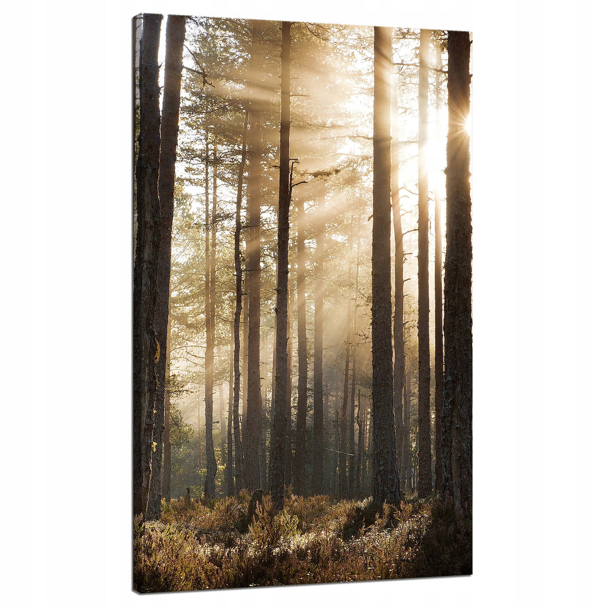 Obraz na plátně Slunce v lese Studené barvy Tráva 70x120 cm