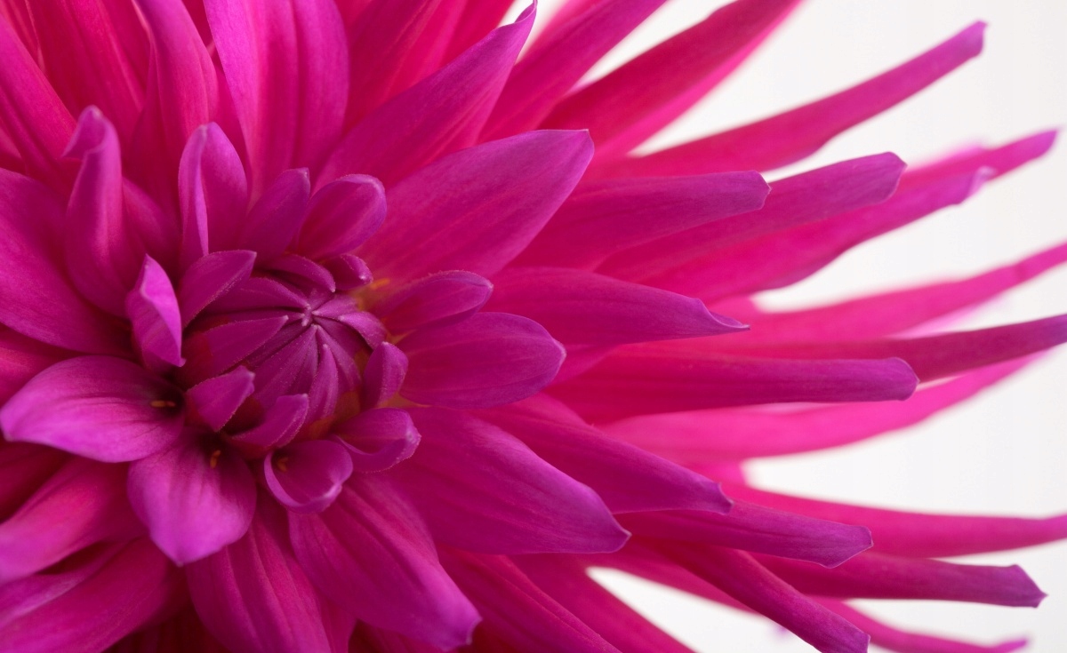 

Fototapeta Flizelinowa Dalia Różowy 416x254