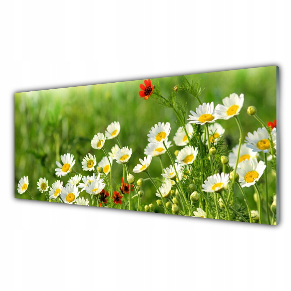 

Fotoobraz wiszący 125x50 Stokrotka Roślina Natura