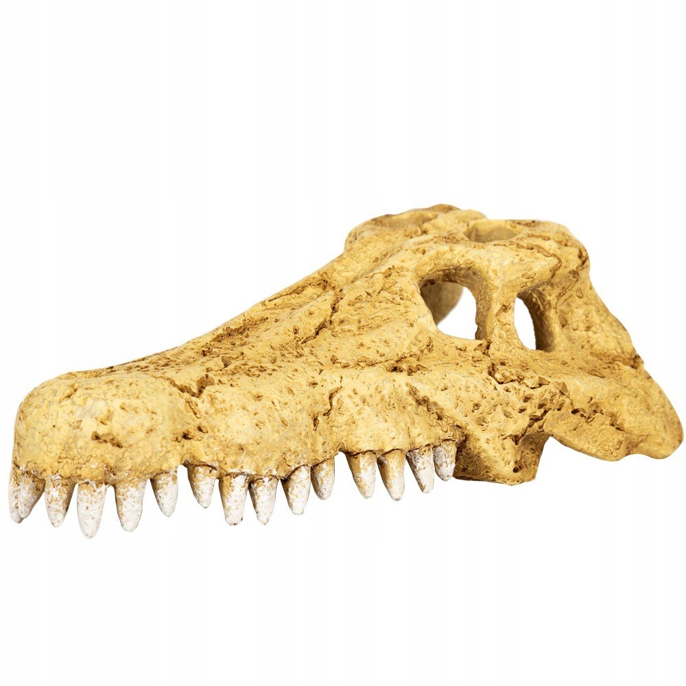 Levně Repti-Zoo Crocodile Skull S – lebka krokodýla