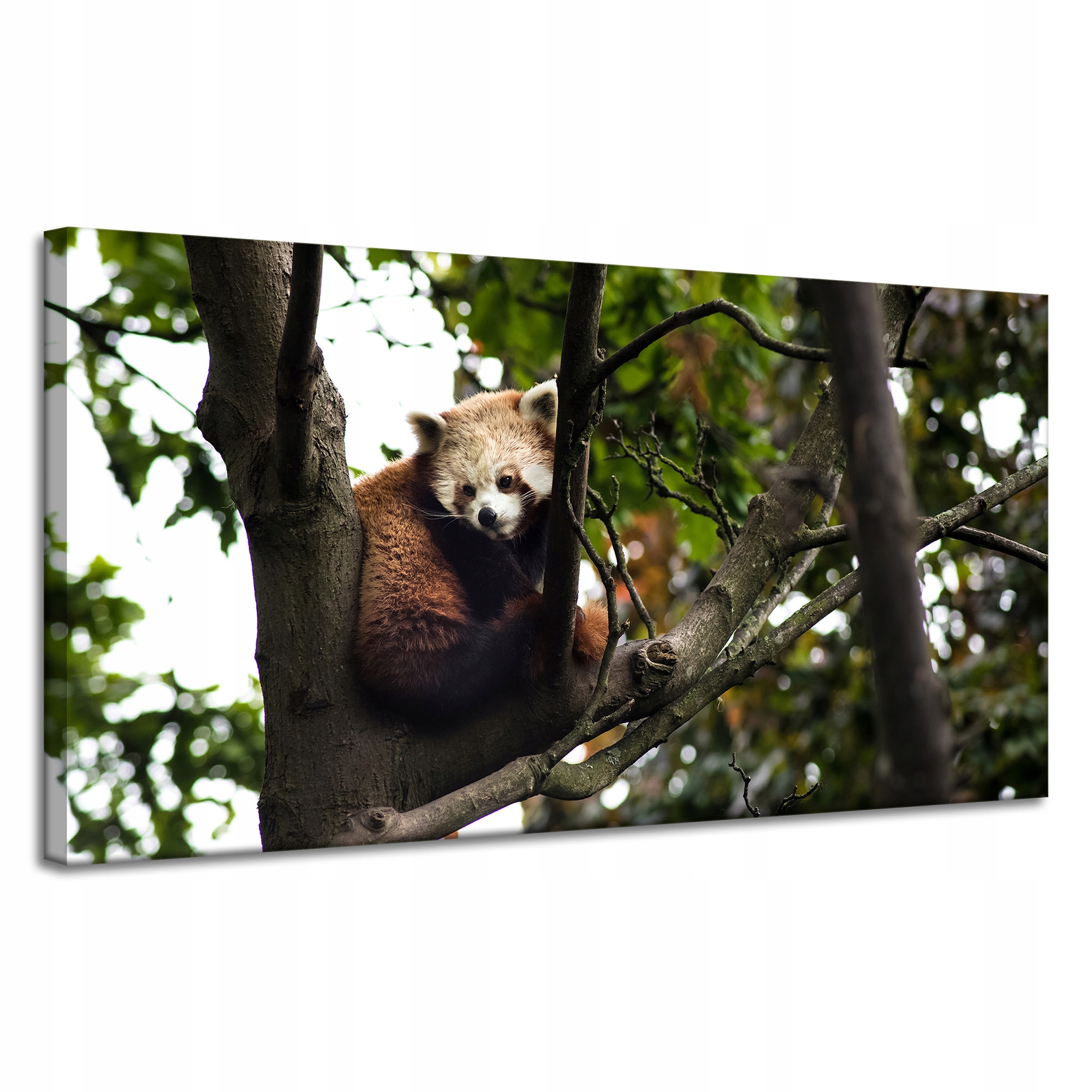 Obrazy na plátně Zvířata Panda červená 120x60