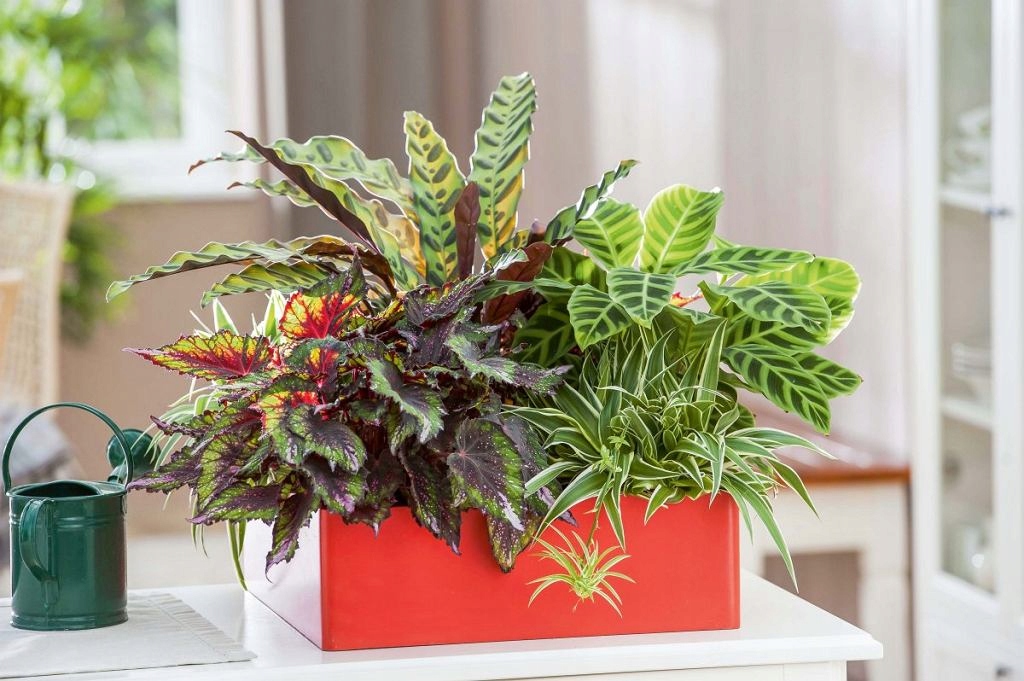 ZIELONY DOM NAWÓZ DO PALM DRACEN FIKUSÓW PAPROCI Kod producenta ZIELONY DOM NAWÓZ DO ROŚLIN ZIELONYCH