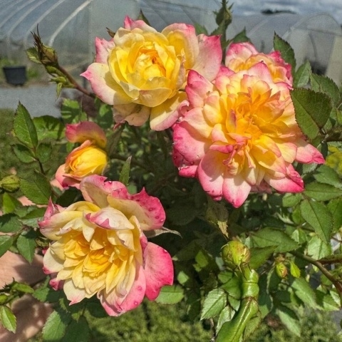 RÓŻA TRICOLOR SADZONKA P9 KOLOROWE KWIATY OBFITE KWITNIENIE OKRYWOWA